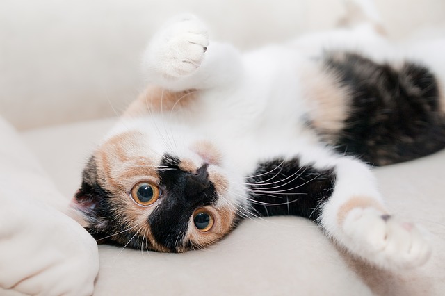 Is cat insurance necessary for your indoor cat?