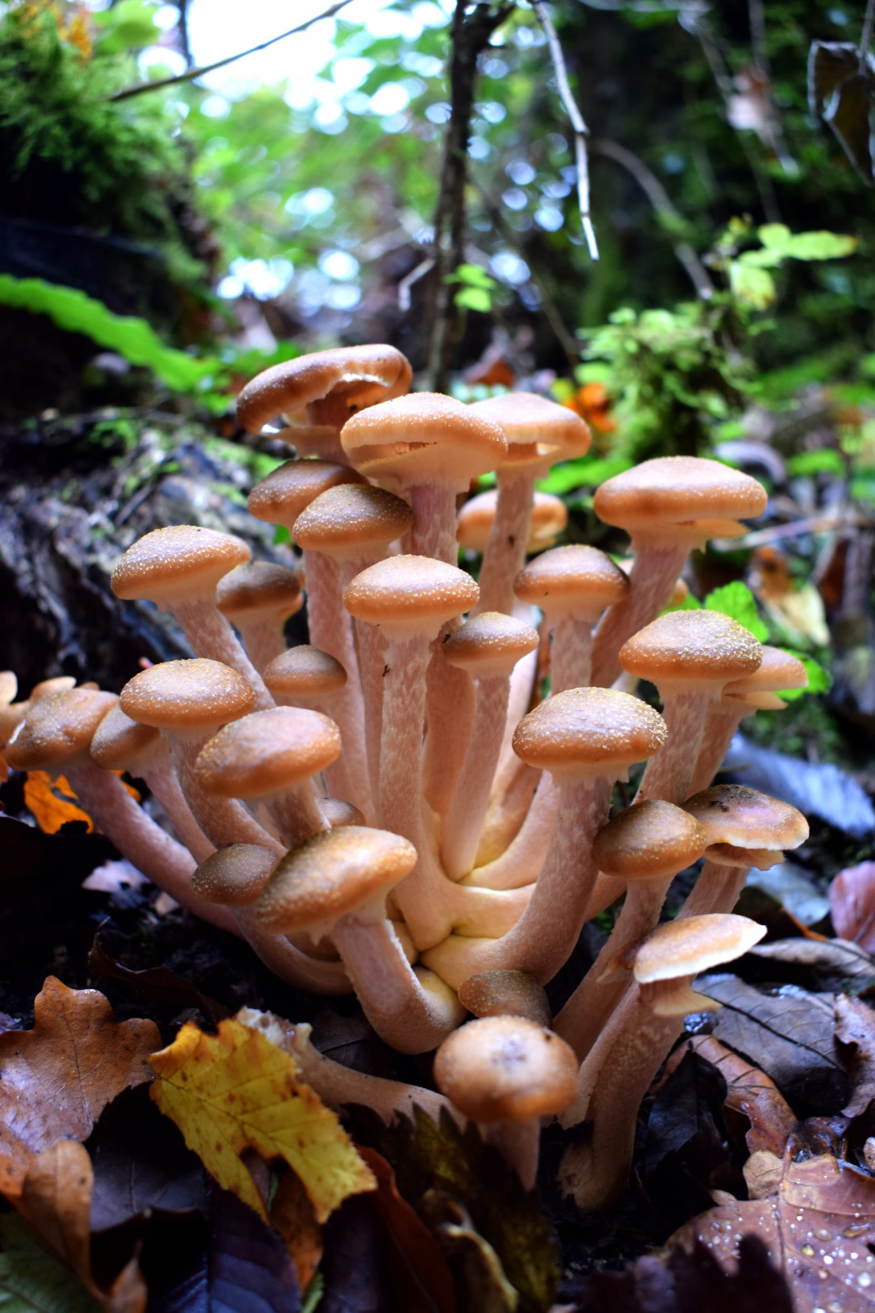A Small Guide on Melmac Mushroom Spores